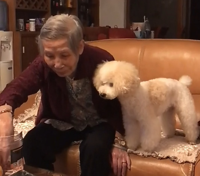 狗狗陪主人家看电视剧,一个姿势奶奶立刻就懂,令人大呼:太难以置信了 狗狗陪主人家看电视剧,一个姿势奶奶立刻就懂,令人大呼:太难以置信了