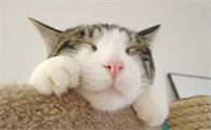 猫耳朵上面有颗粒的凸起用什么药