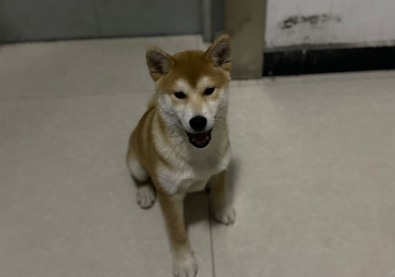 给柴犬出示好吃好喝的,它竟然用拆家的方法收益,务必惩处 给柴犬出示好吃好喝的,它竟然用拆家的方法收益,务必惩处