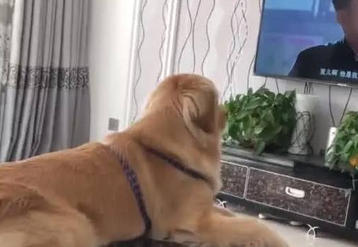 金毛对电视机尤其的固执，只需电视机开了，无论干啥立刻冲过来看电视剧