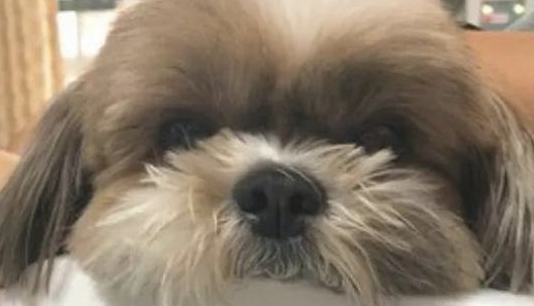 外边打雷了,独自在家的狗狗太担心,躲进了坐便器里,宽容我笑了!