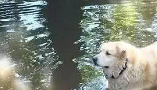 156斤超重狗狗成功逆袭,一年狂甩90斤肉! 156斤超重狗狗成功逆袭,一年狂甩90斤肉!