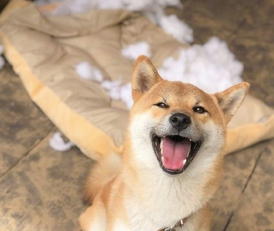 家中柴犬把软垫拆坏,看到主人时不低下头承认错误,哈哈大笑的模样太痊愈 家中柴犬把软垫拆坏,看到主人时不低下头承认错误,哈哈大笑的模样太痊愈