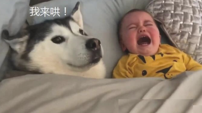 小主人嚎啕大哭，二哈赶忙钻入被窝里哄，女主角回家见到这幕笑了！