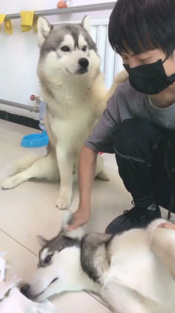 哈士奇拆家被主人惩罚,一旁的阿拉斯加看不下去,向主人家道歉! 哈士奇拆家被主人惩罚,一旁的阿拉斯加看不下去,向主人家道歉!