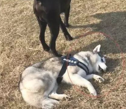 哈士奇遇到猛犬卡斯罗,立即倒下认怂的模样太萌了 哈士奇遇到猛犬卡斯罗,立即倒下认怂的模样太萌了