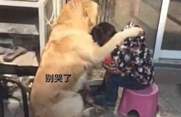 小主人没写完工作,妈妈把孩子训痛哭,金毛的作法好感人 小主人没写完工作,妈妈把孩子训痛哭,金毛的作法好感人