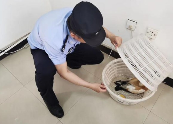 渔民海里捡到“小黄鸭”竟是国家二级保护动物 渔民海里捡到“小黄鸭”竟是国家二级保护动物