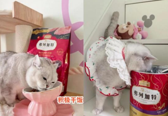 弗列加特主食冻干新老版本对比,到底升级在哪里? 弗列加特主食冻干新老版本对比,到底升级在哪里?