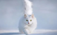 猫咪耳朵上长了小疙瘩一样的东西怎么办