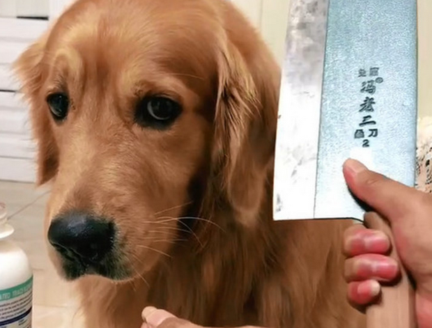 狗狗闹脾气不服药,主人取出水果刀秒怂,金毛:刀学会放下我吃便是 狗狗闹脾气不服药,主人取出水果刀秒怂,金毛:刀学会放下我吃便是