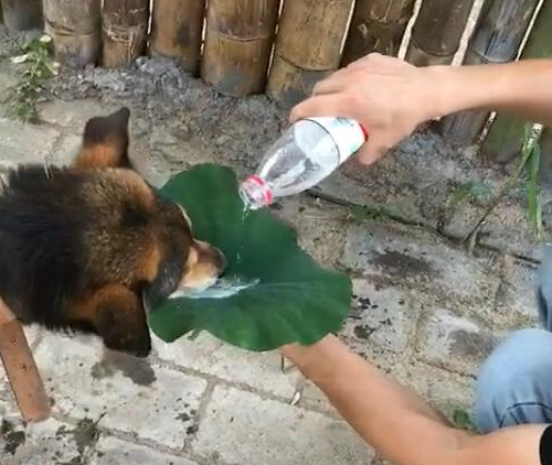 狗狗在马路边找水喝,渴得快吃不消,网友拿菏叶那样对它! 狗狗在马路边找水喝,渴得快吃不消,网友拿菏叶那样对它!