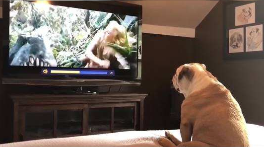 狗狗悄悄看恐怖片，被主人录下来整个过程，看了能控制自己不笑吗？