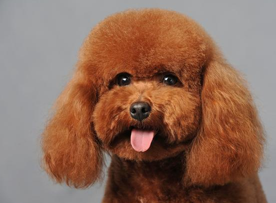 泰迪狗一般能活多少年-宠物网问答