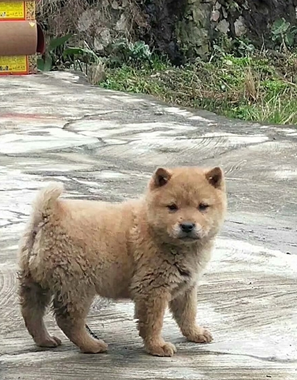 纯正中华田园犬,长相不输柴犬,还能当牧羊犬塑造 纯正中华田园犬,长相不输柴犬,还能当牧羊犬塑造