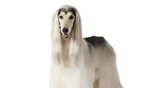 阿富汗猎犬不听话怎么训练?感兴趣的可以学习一下~ 阿富汗猎犬不听话怎么训练?感兴趣的可以学习一下~