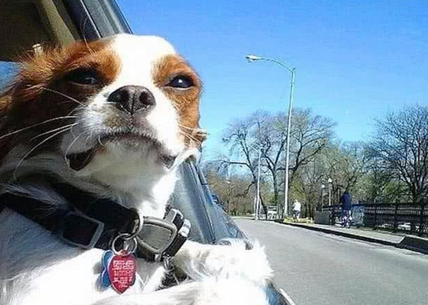 国庆带爱犬自驾游,6件物品别忘带,让你安稳享受美好假期! 国庆带爱犬自驾游,6件物品别忘带,让你安稳享受美好假期!