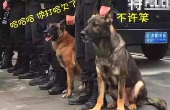 警犬追随主人家接警,結果太困打个哈欠,周围的狗狗反映笑喷人 警犬追随主人家接警,結果太困打个哈欠,周围的狗狗反映笑喷人