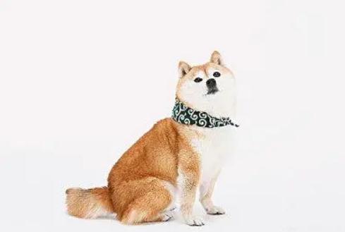 柴犬咳嗽跟卡喉咙了一样是为什么 柴犬咳嗽跟卡喉咙了一样是为什么