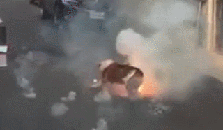 狗狗踩已经点燃的爆竹,狗狗:谁跟我抢跟谁急! 狗狗踩已经点燃的爆竹,狗狗:谁跟我抢跟谁急!