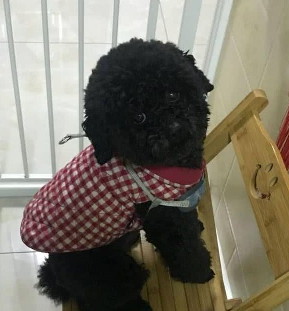 主人溺爱小泰迪犬，对它百依百顺，结果狗狗的行为让主人寒心