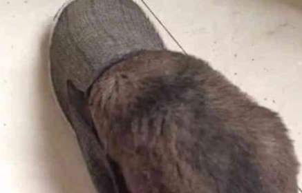 狗狗被主人骂闹小脾气,找一个地区躲了起來,主人寻找它时差点儿笑喷