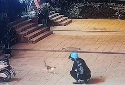 广东一男子向小猫示好，随后竟抓尾巴抡起狠摔四次，还用力踩它头