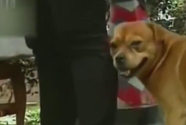 狗狗公交车站等主人一年,每日闻味道找主人,忠犬令人泪崩! 狗狗公交车站等主人一年,每日闻味道找主人,忠犬令人泪崩!