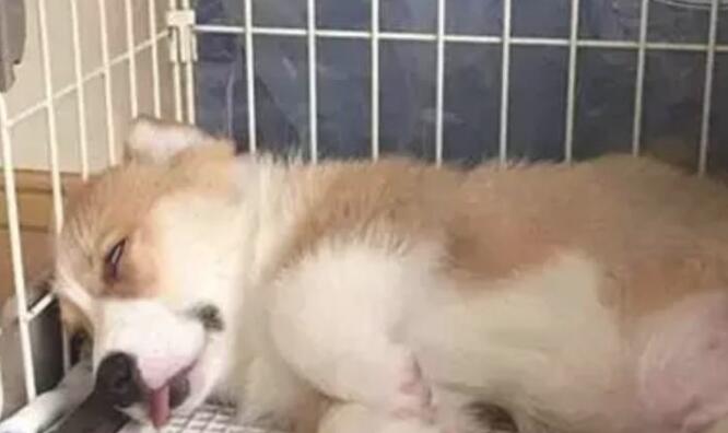 本想买只狗狗看家,結果买来的柯基一天到晚睡长觉,铲屎官:能退换货吗 本想买只狗狗看家,結果买来的柯基一天到晚睡长觉,铲屎官:能退换货吗