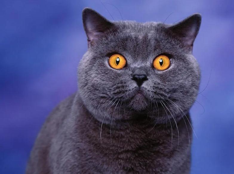 猫咪肺积水死亡率高不高 猫咪肺积水死亡率高不高