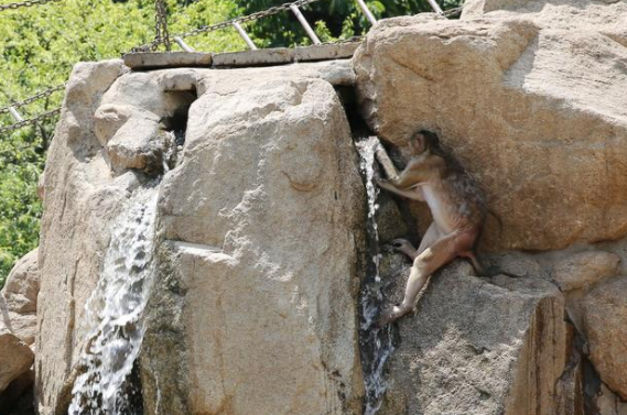 秦岭野生动物园：西安持续高温 大小熊猫花式解暑