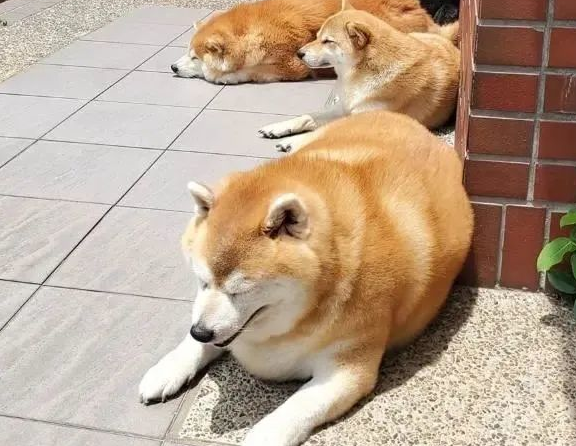 柴犬长出“海豹身型”,主人讲出它的胃口后,却让大伙儿觉得惊讶 柴犬长出“海豹身型”,主人讲出它的胃口后,却让大伙儿觉得惊讶