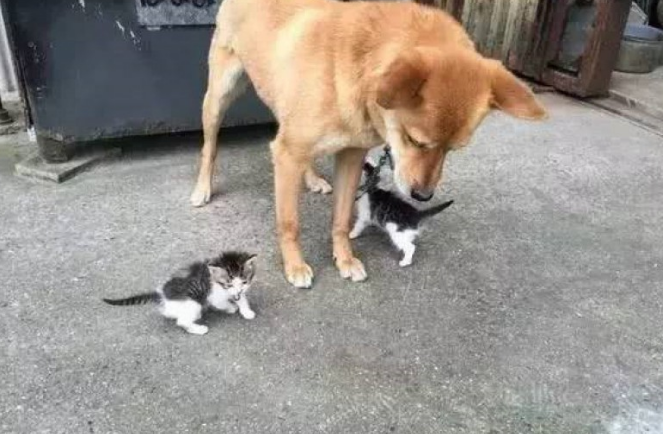 柴犬给小奶猫的奶爸，忙里忙外照料他们，界面贴心令人流泪！