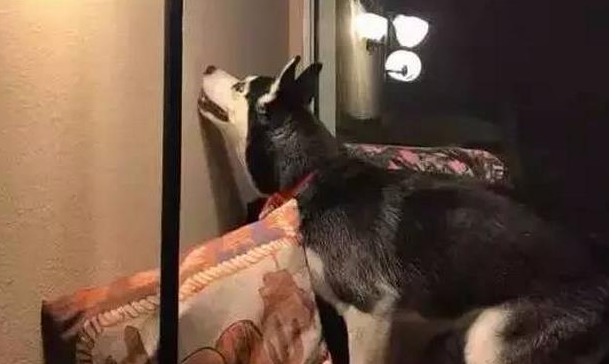 半夜三更大客厅传出狗狗嚎叫,主人一查墙面啼笑皆非! 半夜三更大客厅传出狗狗嚎叫,主人一查墙面啼笑皆非!