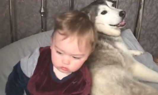 二哈被主人抛弃后，结果来巴结小主人，以后就靠你了