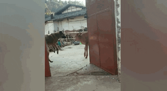 小黄牛想悄悄跑路,狗狗猛的跳起来紧抱它,狗:你是关键资产快回去 小黄牛想悄悄跑路,狗狗猛的跳起来紧抱它,狗:你是关键资产快回去