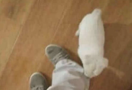 小伙网上购物拉布拉多，交货时才发觉上当受骗，下面狗狗的反映为难