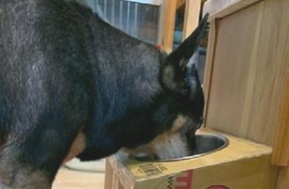 老狗吃饭很痛楚，主人拿纸皮箱架高食盆！但一般狗狗不必滥用