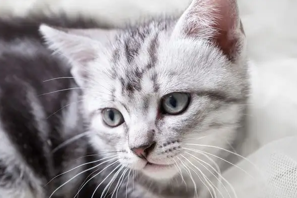 新手猫奴必备猫粮,伟嘉猫粮大品牌更有保障 新手猫奴必备猫粮,伟嘉猫粮大品牌更有保障