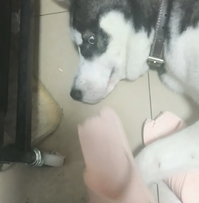 女主角买水果回家了发觉鞋被咬坏掉，质问元凶，哈士奇：并不是我去干的