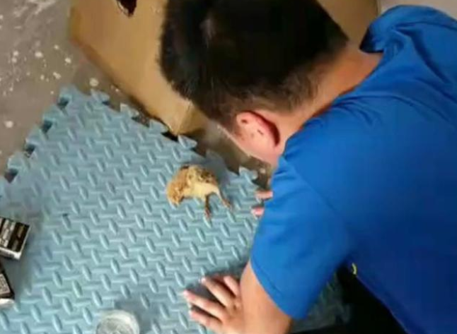 江苏一孩子将小鸡作为宠物,不料黑发人送黄毛鸡 江苏一孩子将小鸡作为宠物,不料黑发人送黄毛鸡