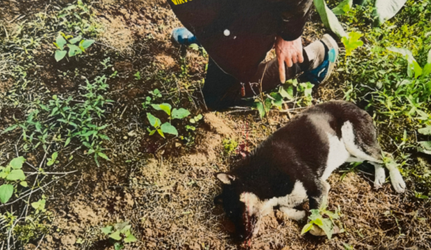 清远男子用毒箭射杀偷狗获刑 曾用弓弩威胁狗主 清远男子用毒箭射杀偷狗获刑 曾用弓弩威胁狗主