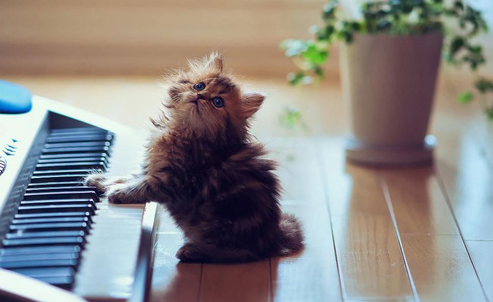 猫背后的毛变硬的一坨是什么原因
