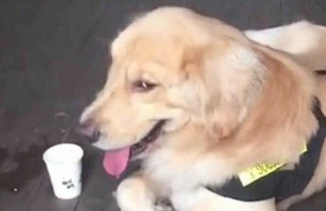 金毛很厉害，假装警犬混入警察局，狗:鸡腿真好吃！