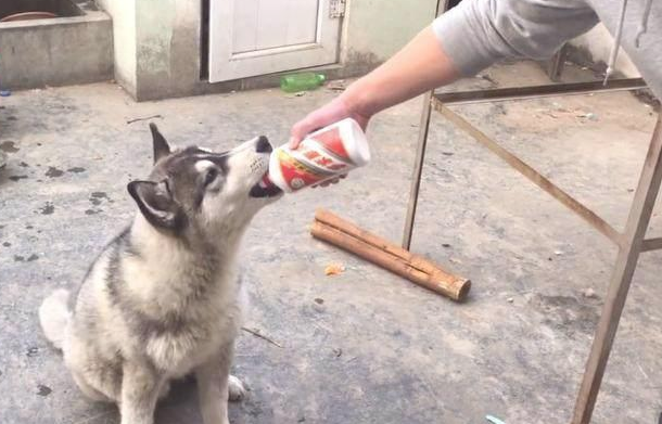 带哈士奇回农村，它竟瘋狂痴迷贵州茅台酒，醉酒后的二哈反映会亮！
