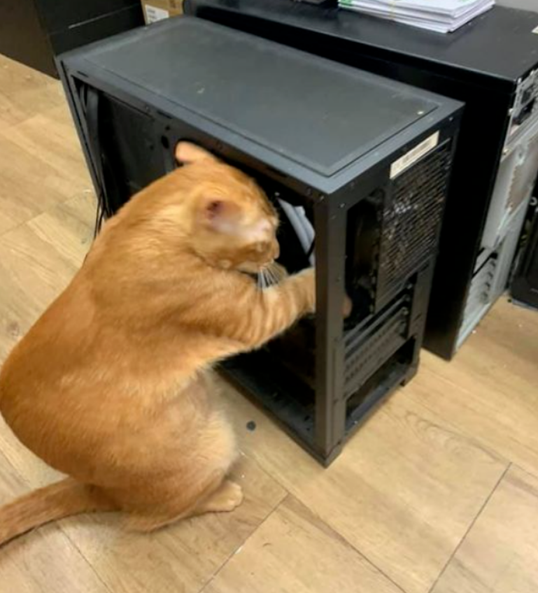 师傅，你是做什么工作的？猫：我专业挖煤的！