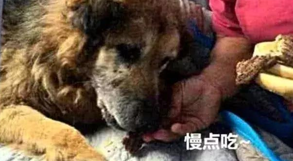 狗狗在性命最后一刻，竭尽全力跟主人告别，下一幕情景令人动容