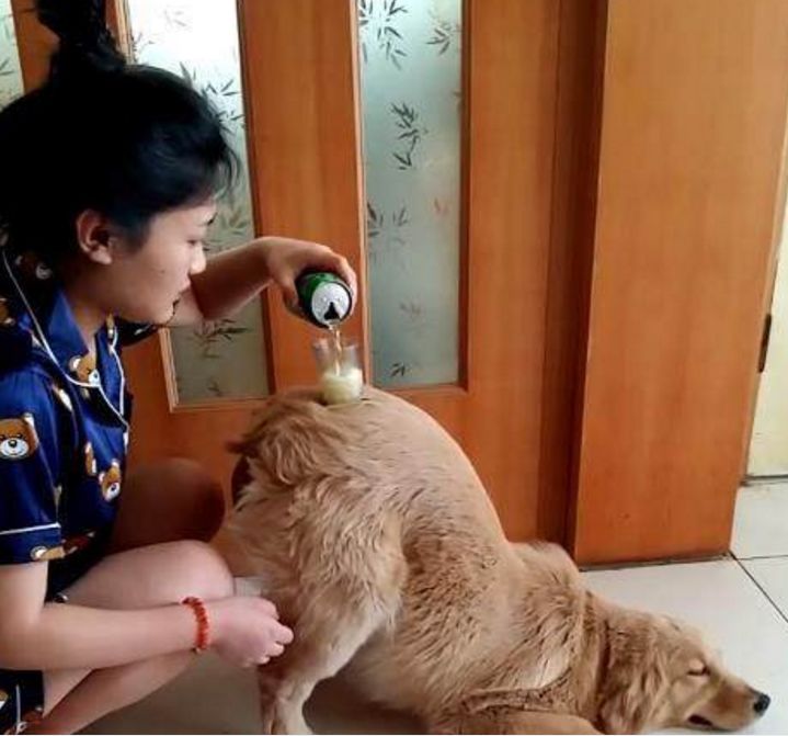 女主一声指令，金毛一下就没有了自尊心，各种各样低三下四丢狗脸