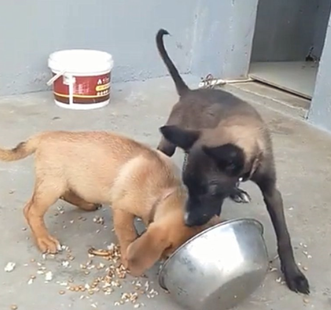 仿冒金毛和伪马犬抢食,马犬一前爪将食盆干倒,还要上来揍金毛… 仿冒金毛和伪马犬抢食,马犬一前爪将食盆干倒,还要上来揍金毛…