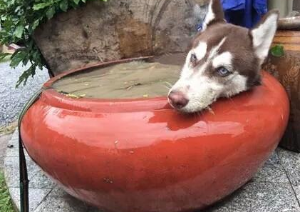 铲屎官刚给哈士奇洗完澡，下一秒却差点儿气疯了